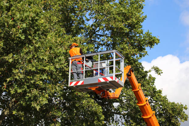 Best Tree and Shrub Care  in Tonkawa, OK